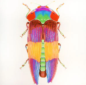 Little Bugs - Rainbow (C-591-DD)